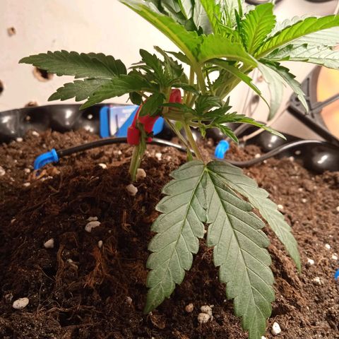 Northern lights Auto growlog timeline photo