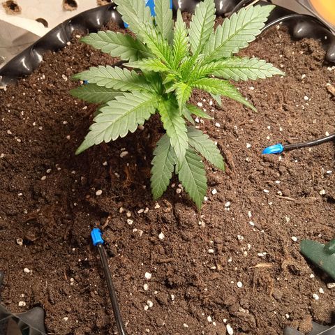 Northern lights Auto growlog timeline photo
