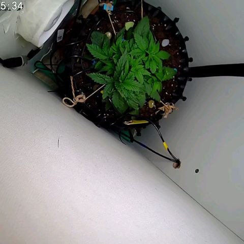 Green Gelato growlog photo: Установил камеру наблюдения