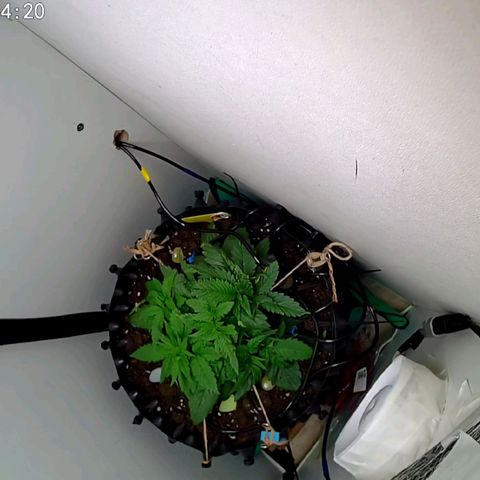 Green Gelato growlog timeline photo