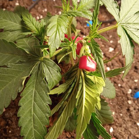 Northern lights Auto growlog timeline photo