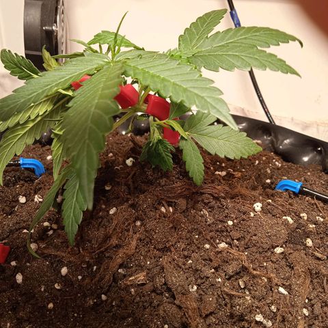 Northern lights Auto growlog timeline photo