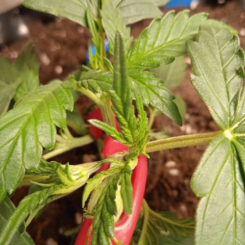 Northern lights Auto growlog timeline photo