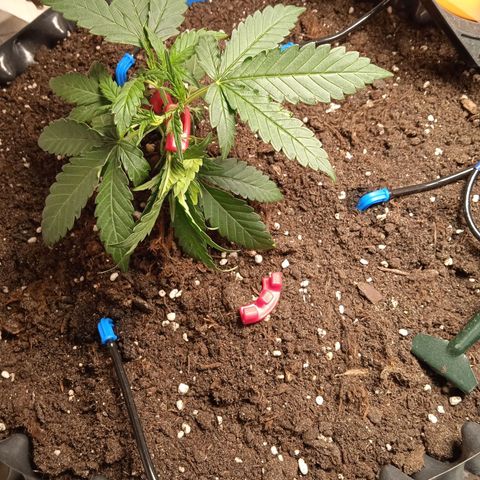 Northern lights Auto growlog timeline photo