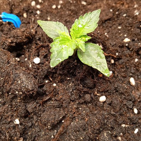 AutoXtreme growlog timeline photo