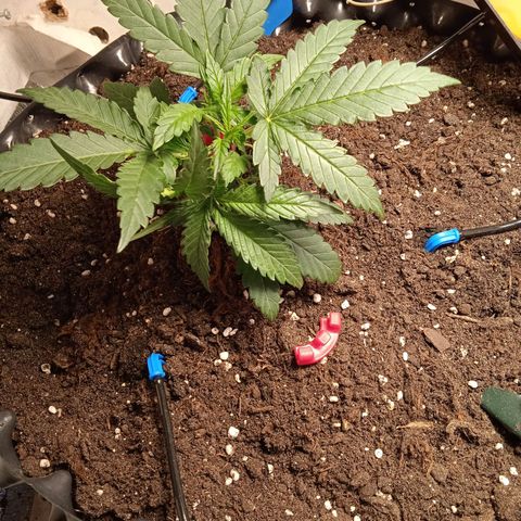 Northern lights Auto growlog photo: Гнём, растём