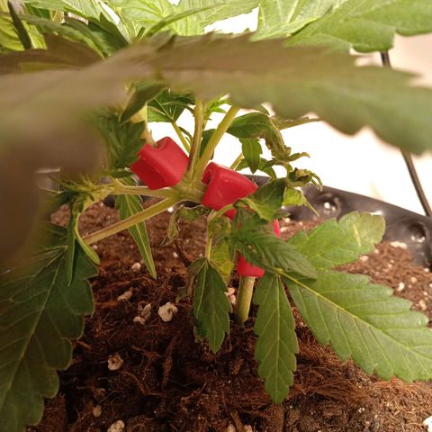 Northern lights Auto growlog photo: Гнём, растём