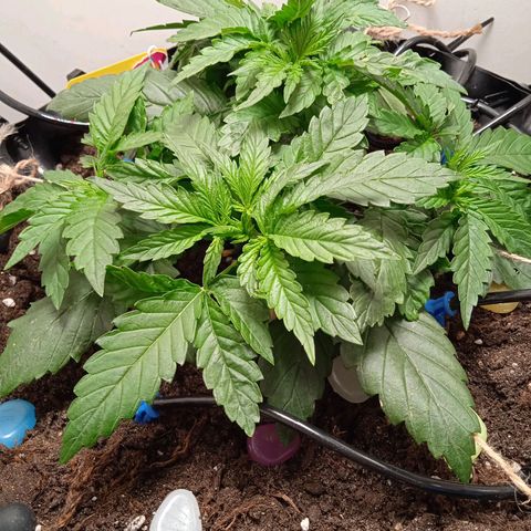 Green Gelato growlog timeline photo