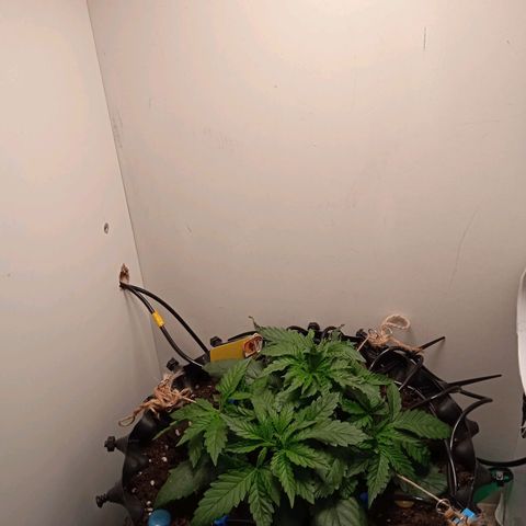 Green Gelato growlog timeline photo