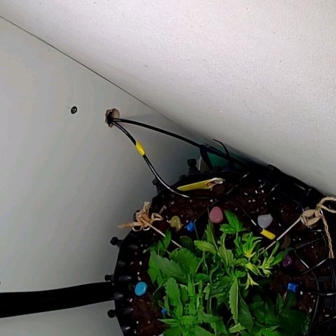 Green Gelato growlog timeline photo