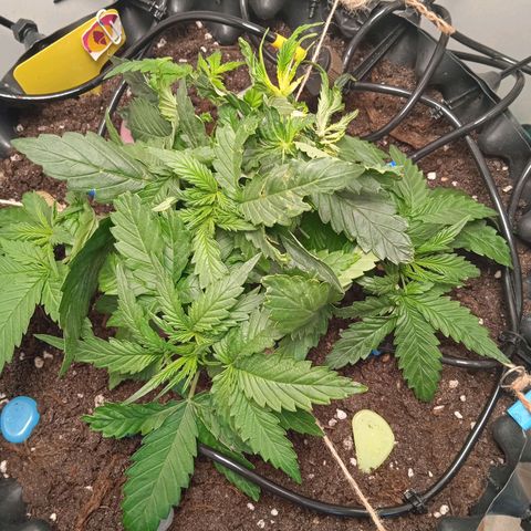 Green Gelato growlog photo: Передавил скрепкой одну колу, соскользнула и передала соцветие. Свет не попадал, поэтому видимо жёлтая. Наблюдаем.