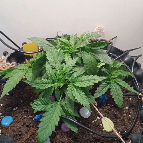 Green Gelato growlog timeline photo