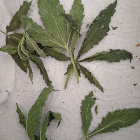 Green Gelato growlog photo: Оторванные