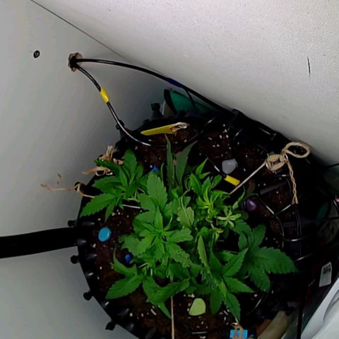Green Gelato growlog timeline photo