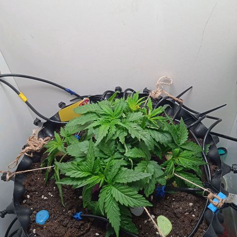 Green Gelato growlog timeline photo