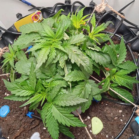 Green Gelato growlog timeline photo