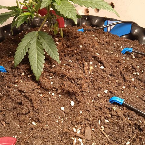 Northern lights Auto growlog timeline photo