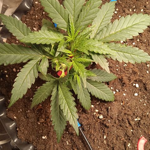 Northern lights Auto growlog timeline photo