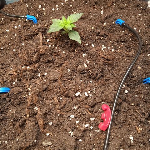 AutoXtreme growlog timeline photo