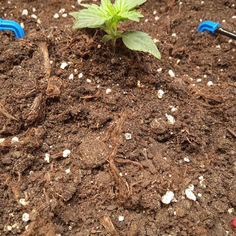 AutoXtreme growlog timeline photo