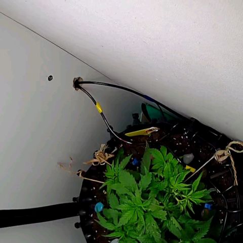 Green Gelato growlog timeline photo