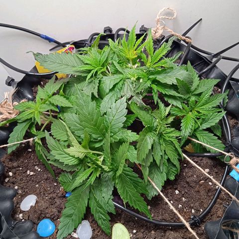 Green Gelato growlog photo: Гнём