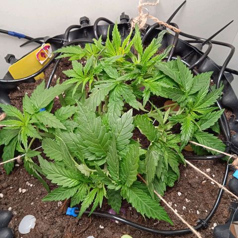 Green Gelato growlog photo: Рвëм