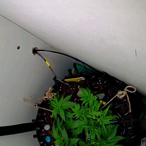 Green Gelato growlog timeline photo