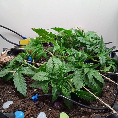 Green Gelato growlog photo: Продолжаю гнуть