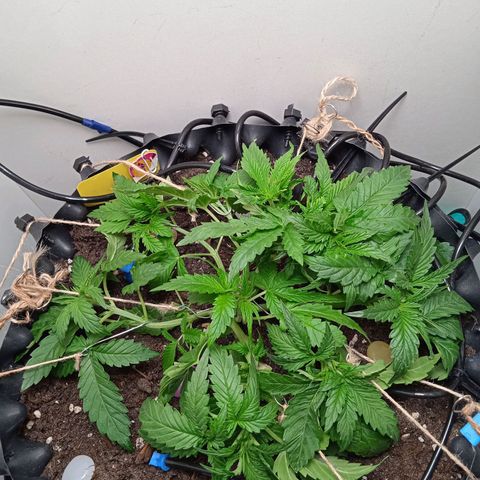 Green Gelato growlog photo: Продолжаю гнуть