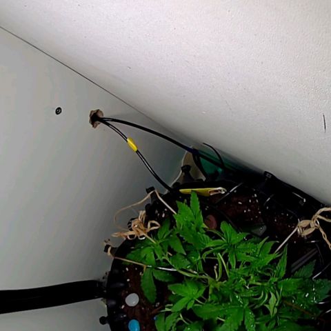 Green Gelato growlog timeline photo
