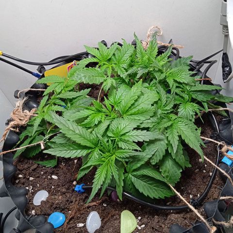 Green Gelato growlog timeline photo