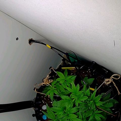 Green Gelato growlog timeline photo