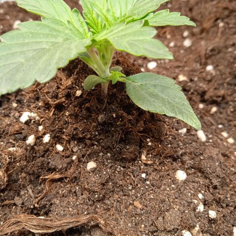 AutoXtreme growlog timeline photo