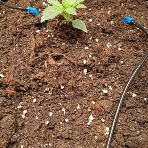 AutoXtreme growlog timeline photo