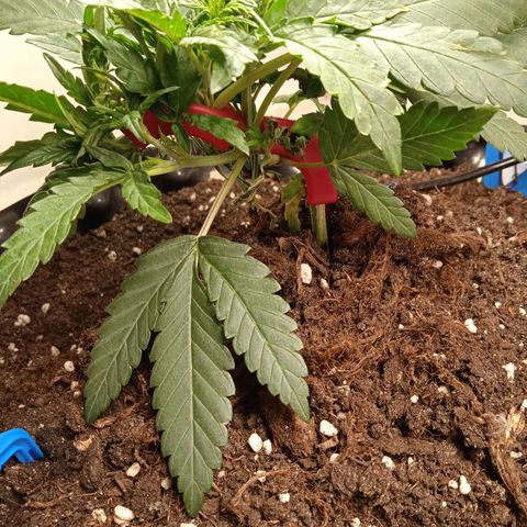 Northern lights Auto growlog timeline photo