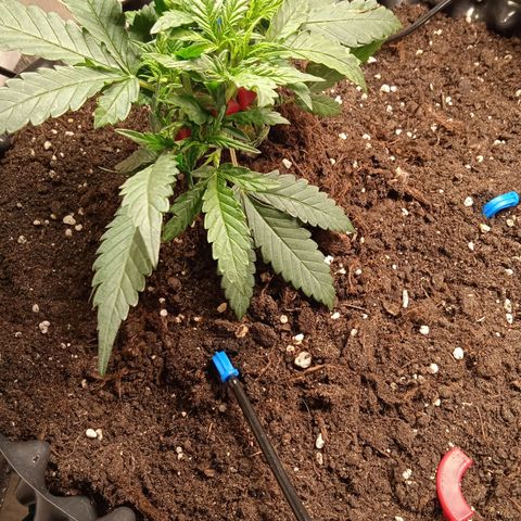 Northern lights Auto growlog timeline photo