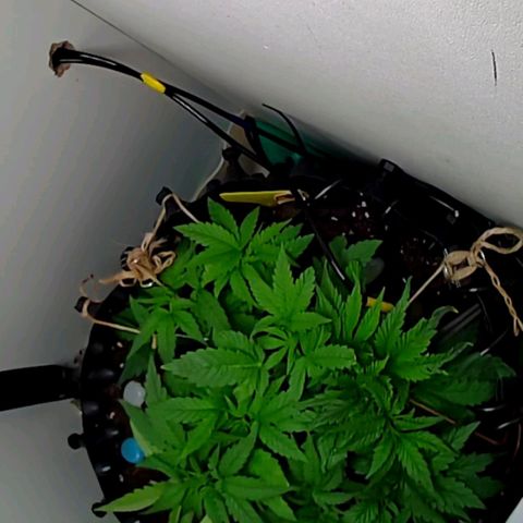 Green Gelato growlog timeline photo