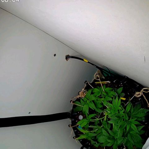 Green Gelato growlog timeline photo