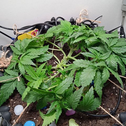 Green Gelato growlog timeline photo