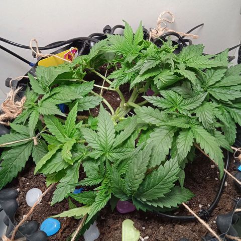 Green Gelato growlog photo: Всё ок