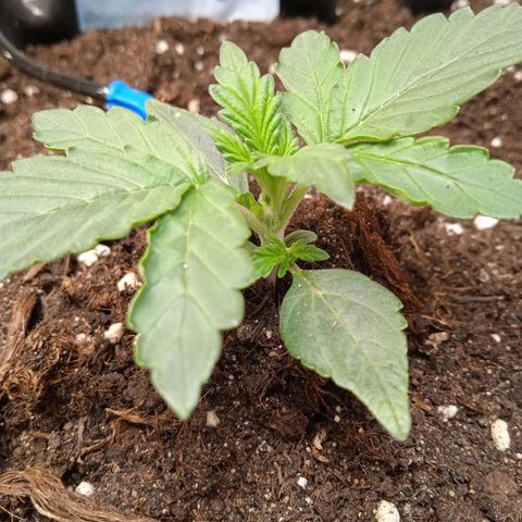 AutoXtreme growlog timeline photo