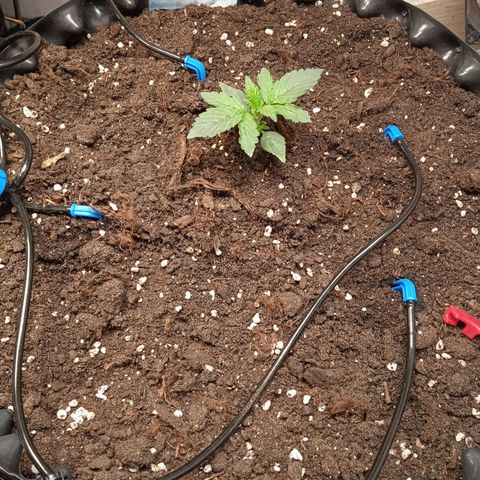 AutoXtreme growlog timeline photo