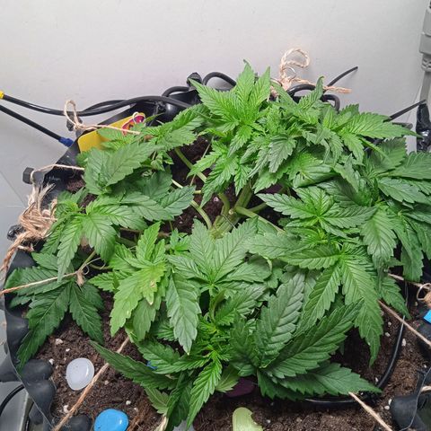 Green Gelato growlog timeline photo
