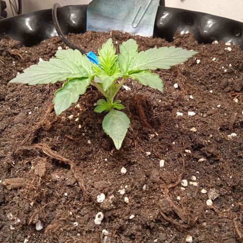 AutoXtreme growlog timeline photo