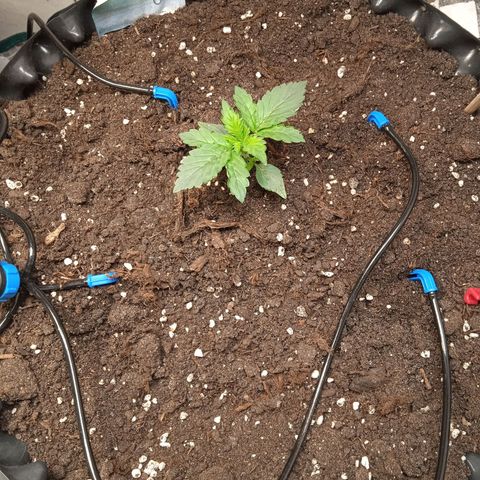 AutoXtreme growlog timeline photo