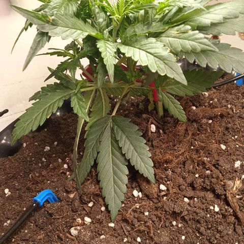 Northern lights Auto growlog timeline photo