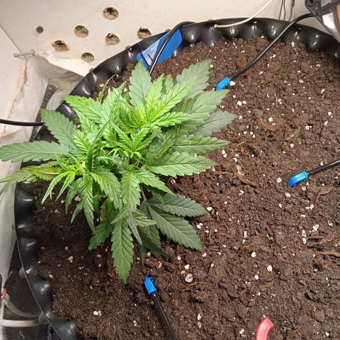 Northern lights Auto growlog timeline photo