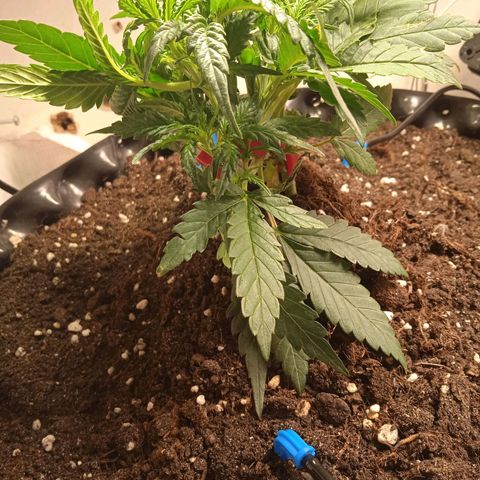 Northern lights Auto growlog timeline photo