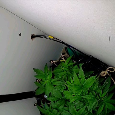 Green Gelato growlog timeline photo